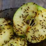 fruit flies gathered on a green apple that is cut in half