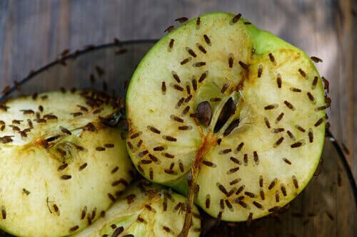 fruit flies gathered on a green apple that is cut in half